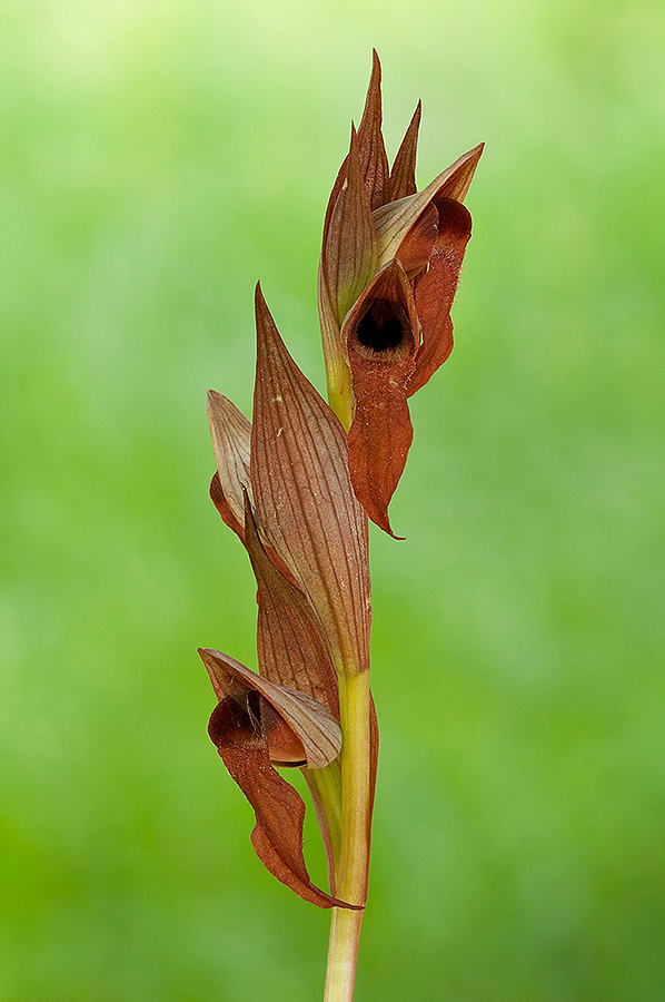 Serapias vomeracea